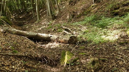 Verfallener Wegepfad