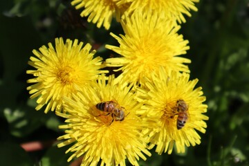 dandelion and bee