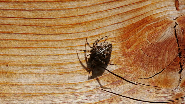 Kreuzspinne 