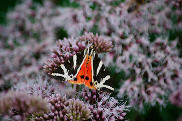 Bunter Schmetterling auf einer gewöhnlichen Wasserdost Pflanze - Eupatorium Cannabinum
