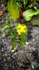 Gewöhnlicher Hornklee - Lotus corniculatus