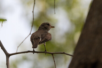  beautiful Graceful prinia( graceful warbler ) perched on bush like a models . yemen