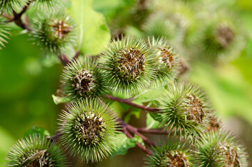 Kleine Klette - Arctium minus
