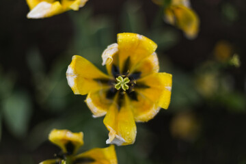 the last days of summer. yellow flower