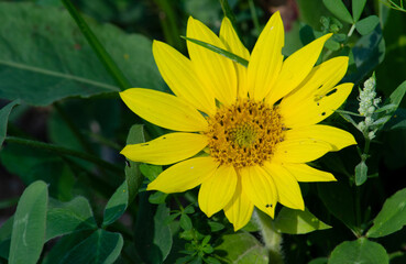 Sonnenblume - Helianthus annuus