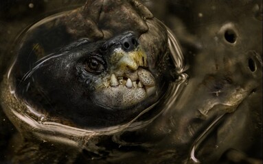 Hideous slimy monster portrait, swamp monstrosity, nightmare scary animal, animal phantasmagoria,...
