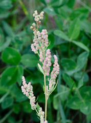 Weiße Gänsefuß - Chenopodium album