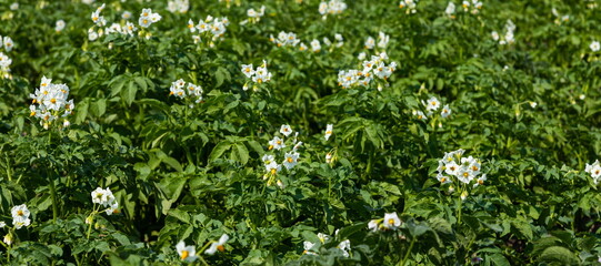 Flowering of growing potatoes. Large white potato flower with fresh green leaves