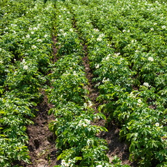 Fototapeta na wymiar Flowering of growing potatoes. Large white potato flower with fresh green leaves