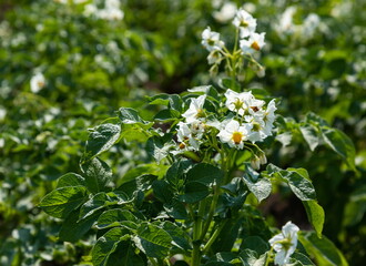 Flowering of growing potatoes. Large white potato flower with fresh green leaves