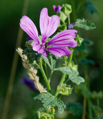 Wilde Malve - Malva sylvestris