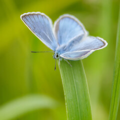 blue butterfly on a blade of grass