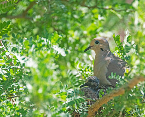 Dove w/ Chick