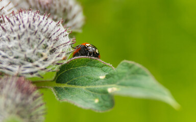 ladybug looks out from behind a leaf