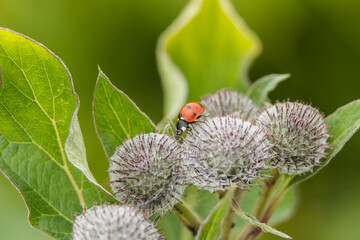 ladybug crawling on thorns