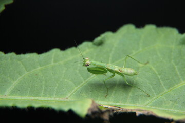 Praying Mantis on leaf at night.