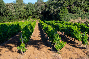 Fototapeta na wymiar Wine making in department Var in Provence-Alpes-Cote d'Azur region of Southeastern France, vineyards in July with young green grapes near Saint-Tropez, cotes de Provence wine.