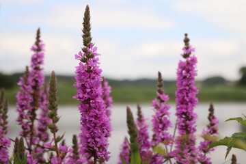Fototapeta na wymiar Lythrum salicaria. Purple herb growing by the pond