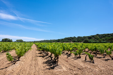 Fototapeta na wymiar Winemaking in department Var in Provence-Alpes-Cote d'Azur region of Southeastern France, vineyards in July with young green grapes near Saint-Tropez, cotes de Provence wine.