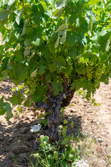 Winemaking in  department Var in  Provence-Alpes-Cote d'Azur region of Southeastern France, vineyards in July with young green grapes close up, near Saint-Tropez, cotes de Provence wine.