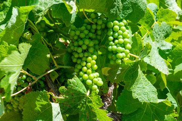 Winemaking in  department Var in  Provence-Alpes-Cote d'Azur region of Southeastern France,...