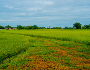 The rice field after rain