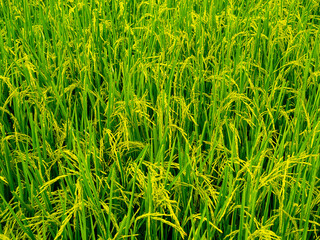 The full of rice fields