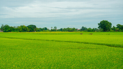 The Rice planting time to harvest