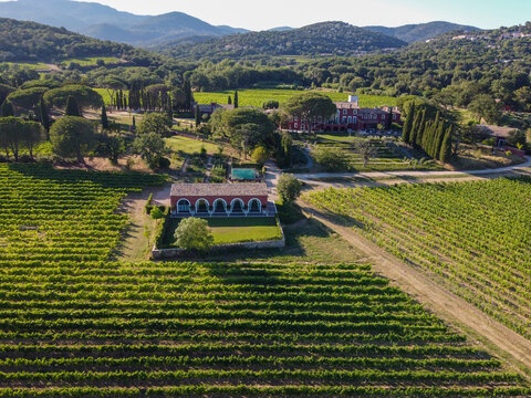 Wine making in  department Var in  Provence-Alpes-Cote d'Azur region of Southeastern France, vineyards in July with young green grapes near Saint-Tropez, cotes de Provence wine, aerial view