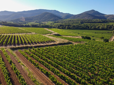 Wine making in  department Var in  Provence-Alpes-Cote d'Azur region of Southeastern France, vineyards in July with young green grapes near Saint-Tropez, cotes de Provence wine, aerial view