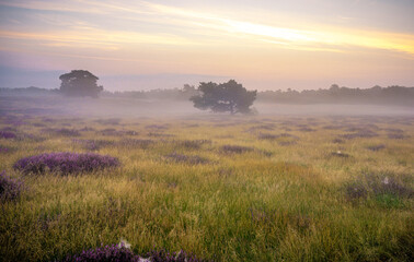 Obraz premium Westruper Heide bei Haltern im Münsterland