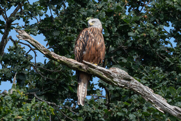 Red Kite on a branch