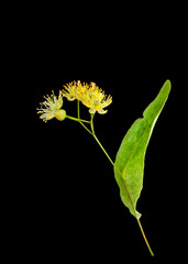 Linden tree blossom isolated on a black background.