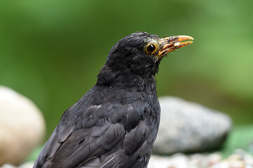 Amsel