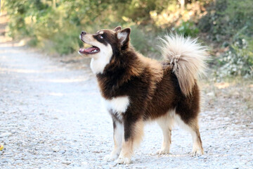 chien finnois de Laponie 