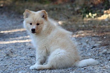 chien finnois de Laponie