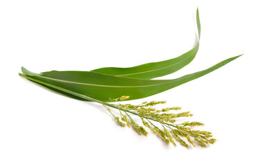 Sorghum bicolor, commonly called sorghum and also known as great millet, durra, jowari, jowar or...