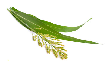 Fototapeta premium Sorghum bicolor, commonly called sorghum and also known as great millet, durra, jowari, jowar or milo. Isolated