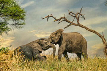 Fototapeta na wymiar Two young african elephants playing beneath tree against dramatic sky