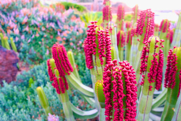 Cardon (Euphorbia canariensis) / Canary Islands spurge, endemic succulent in Canary Islands.