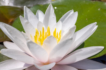 Close-up of a beautiful white water lily 