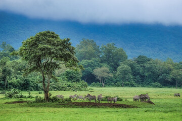Zebra herd resting in green meadow under tree in front of foggy rain forest