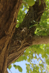 Fototapeta premium A la sombra de un árbol