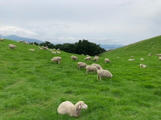 sheep in the meadow © Emily