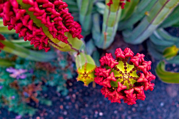Succulent plant with bright red fruits, symmetry in nature.