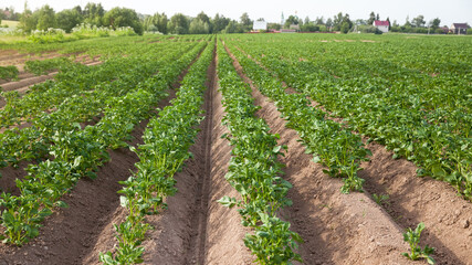 Fototapeta na wymiar Landscape with agricultural fields in sunny weather. A field of potatoes in the countryside.