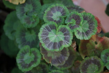 Hojas verdes redondas