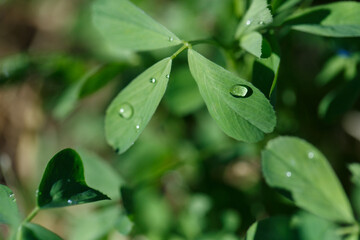 Gota de agua en hoja verde