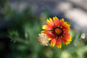 Flor naranja silvestre
