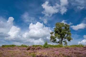 Wandaufkleber Nature reserve, De Renderklippen, Heerde - Epe, Gelderland Province, THe Netherlands © Holland-PhotostockNL